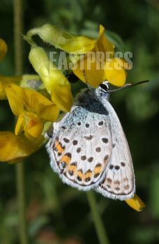 EA337503, Eastpress , Porvoo, Finland